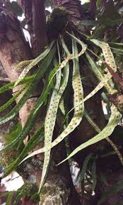 Image result for Blotiella trichosora