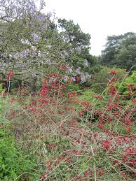 Image result for Clerodendrum fasciculatum