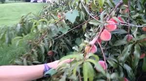 It works well as an accent plant in a low border and works well in small spaces such as around patios. Patio Peaches Youtube