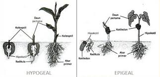 Jelaskan apakah yang dimaksud dengan fotolisis! Kejarcita 1 Bank Soal Sekolah