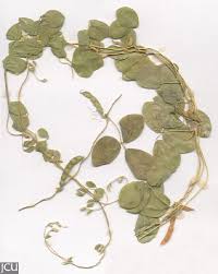 Image result for Macrotyloma