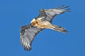 Be the first to contribute! Vogelwarte Ch Bartgeier