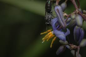 Image result for Lipotriche