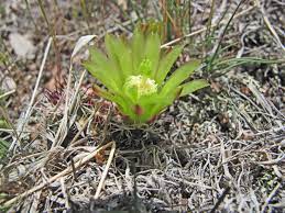 These plants are all true cacti despite their lack of big spines and inability to withstand the harsh conditions of the desert. In The Company Of Plants And Rocks Guest Post The Cactus Field S Of Sheep Mountain