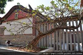 痲瘋護鄉民 金門浦邊痲瘋樹 北雁南飛 金門 痞客邦 outdoor structures outdoor pergola