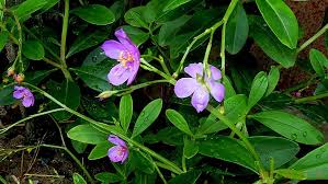 Image result for Talinum fruticosum
