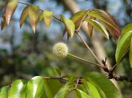 Image result for Xylopia lukei