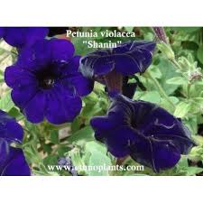 Petunia Violacea Shanin Semillas Para Comprar Petunia Petunias Planter Des Graines