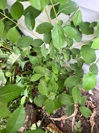 Image result for Rytigynia ruwenzoriensis