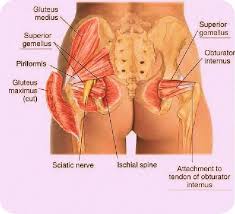 Get to know your glute muscles. Human Buttock Muscles Anatomy