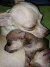 Both floppy eared doggies are adorable. 55 Facts About Chihuahuas That You May Not Know I Love My Chi