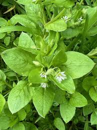 Image result for Stellaria