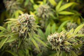 Learn how to draw marijuana plant pictures using these outlines or print 570x380 cannabis flower botanical illustration scientific drawing. Could You Be Allowed To Grow Recreational Cannabis At Home