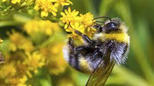Bees select for yellow or blue/purple colorings, a landing platform with color patterns that guide the bee to nectar (often reflecting in the ultraviolet range of the spectrum), bilateral symmetry, and a sweet scent. Why Do We Need Bees Friends Of The Earth