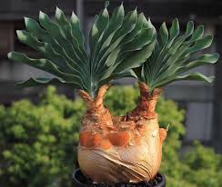 Image result for Boophone