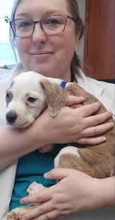 Angel Hearts Rescue Inc.