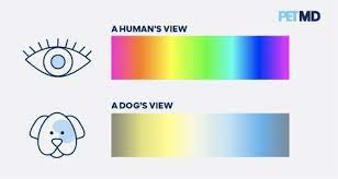 Dr Christina Fernandez Dvm Explains Dog Color Blindness Dog Color Vision And How Dogs See Color Differently Than Humans In 2021 Color Blind Dogs Dog Blog