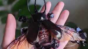 Find & download free graphic resources for cicada bug. Need More Powerhouse Women In Science Meet The Woman Who Turns Cicadas Bugs Into Art Wjla