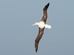 Albatrosses, petrels and shearwaters of the world, onley derek et scofield paul. Southern Northern Royal Albatross Ebird