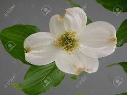 White dogwood, pink dogwood, and chinese dogwood, amongst others. White Dogwood Flower And Leaves Stock Photo Picture And Royalty Free Image Image 395623