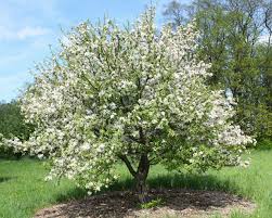 Nelle nostre schede potrete leggere tante curiosità e consigli riguardanti le diverse varietà di vegetazione spontanea che sviluppano fiori dal colore bianco; Fiori Bianchi Orto Spontanee Fiori Perenni Profumate Spontanee Viola Fiori Giardino Orto Piante Da Esterni Piantare Fiori Arbusti Esterno Sempreverde