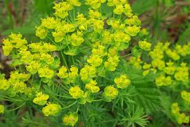 Euphorbia Cyparissias Zypressen Wolfsmilch Zypressen Wolfsmilch Wolfsmilch Zypressen