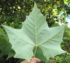 Image result for Platanus