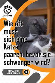 Katzen werden nach ungefähr einem halben jahr geschlechtsreif und können pro jahr bis zu dreimal trächtig werden. Pin Auf Fakten Uber Katzen