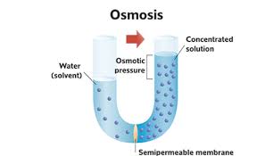 In biology, osmosis is defined as the net movement of water molecules through a semipermeable membrane (e.g. Easymetal The Principle Of Reverse Osmosis Reverse Osmosis Technologies