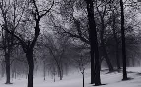 Winter Tree Free Stock Photos Download 15 439 Free Stock Photos For Commercial Use Format Hd High Resolution Jpg Images They are so romantic and inspiring. winter tree free stock photos download