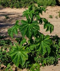 Image result for Justicia tenella