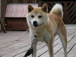 Aikido is originally a real martial arts as any budo in japan. Akita Inu Rassebeschreibung Wesen Haltung Und Pflege