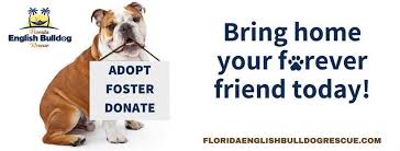 Bulldogs end up in a rescue organization for a number of reasons and many are not the dog's fault. Florida English Bulldog Rescue Home Facebook