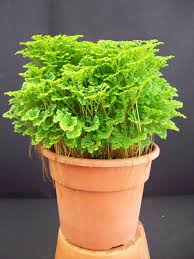 Image result for Selaginella congoensis