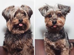 In grooming dogs, there is no clear division by model for boys and girls, but many owners choose their pet's hair according to the gender. 128 Dogs Before And After Their Haircuts Add Yours Bored Panda