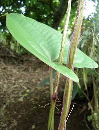 Image result for Dioscorea alata
