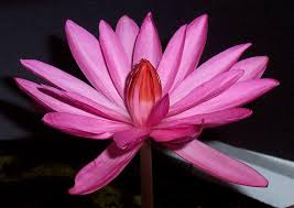We did not find results for: Red Tiger Lotus Buy Aquarium Plants Online Nature Aquarium Plants Buy Cheap Aquarium Plants Aquascaping Supplies Aquascaping Plants