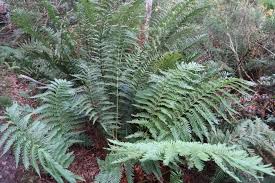 Image result for Todea