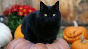 Resultado de imagem para gatinhos charmosos preto