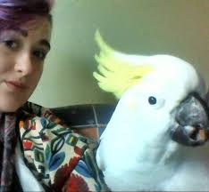 Dog reactive to tortoise, any other solutions?