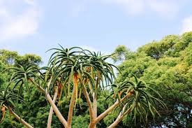 26 Different Types Of Aloe Vera 26 different types of aloe vera