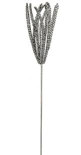 Image result for Chloris pilosa