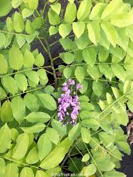 Image result for Lonchocarpus