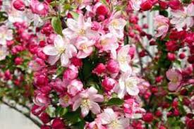 Maybe you would like to learn more about one of these? Crab Apple A Nearly Perfect Tree Deseret News