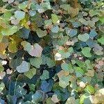 Image result for Rhoicissus tomentosa