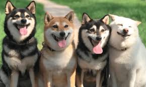 A small, alert and agile dog that copes very well with mountainous terrain and hiking trails. Shiba Inu Goes Viral For Always Ruining Group Pictures Cesar S Way