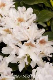 Cunninghams White Rhododendron Rhododendron X Cunninghams White H 2