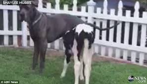 Search for text in url. Rescued Baby Cow Goliath Is Convinced He Is A Dog Daily Mail Online