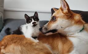 Photo Comment habituer son chien à la présence de votre chat nouvel ...