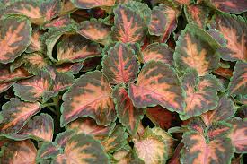 Image result for Coleus meyeri